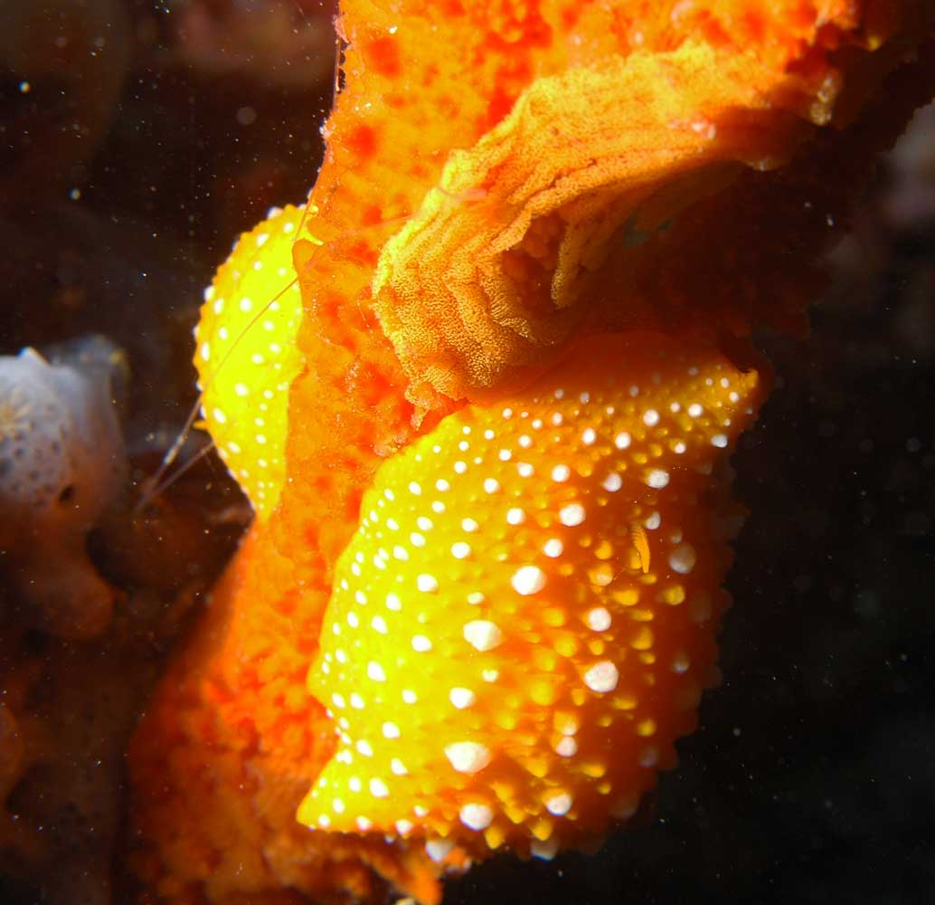 Phyllidia flava in deposizione